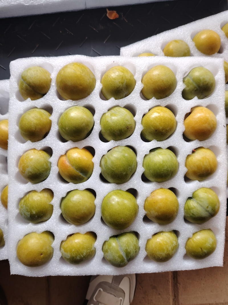 正宗六马蜂糖李