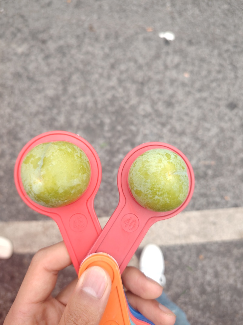 正宗六马蜂糖李