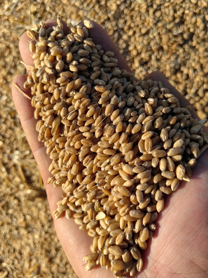 25年新优质强劲小麦轮选49纯度百分之百