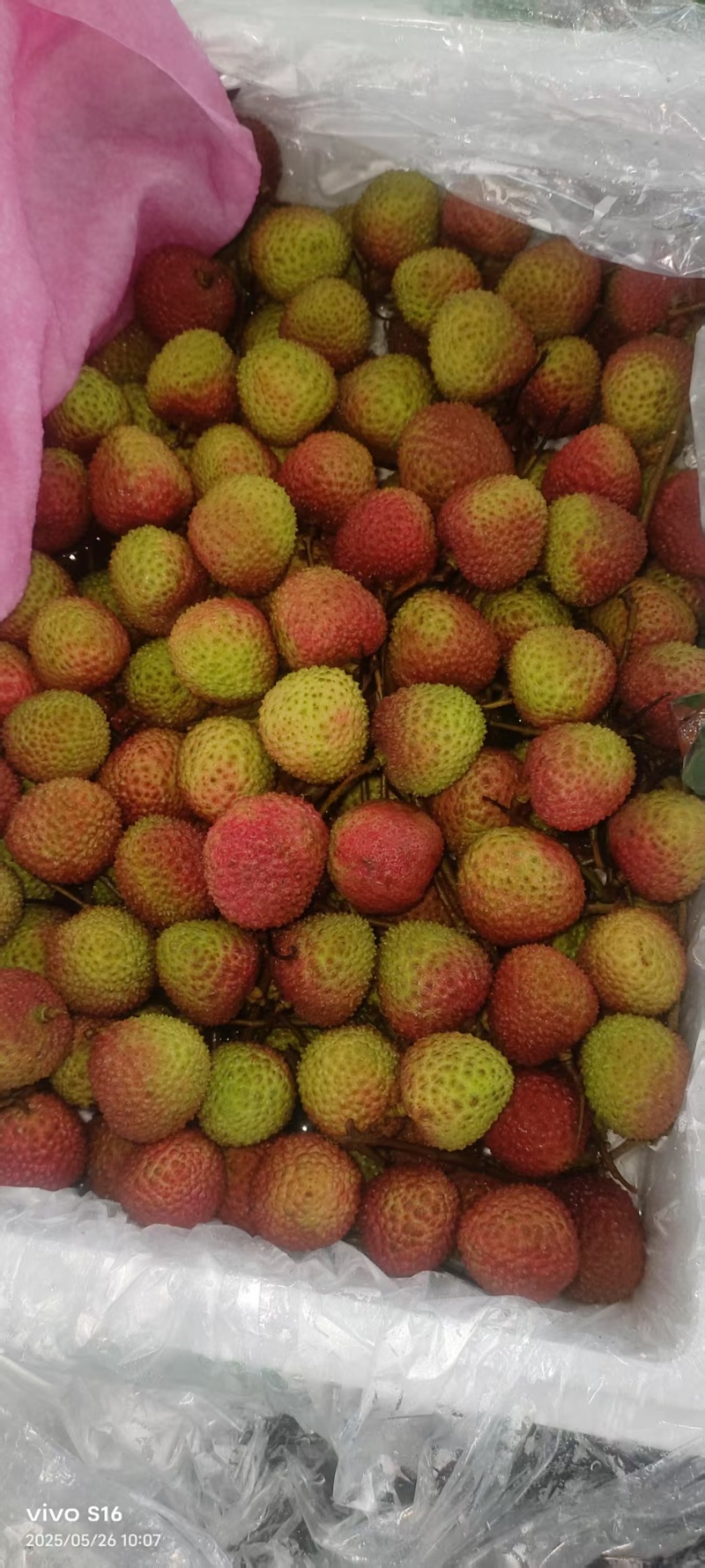 桂味荔枝广东荔枝产地一手货源，价格可谈量大从优可视频看货