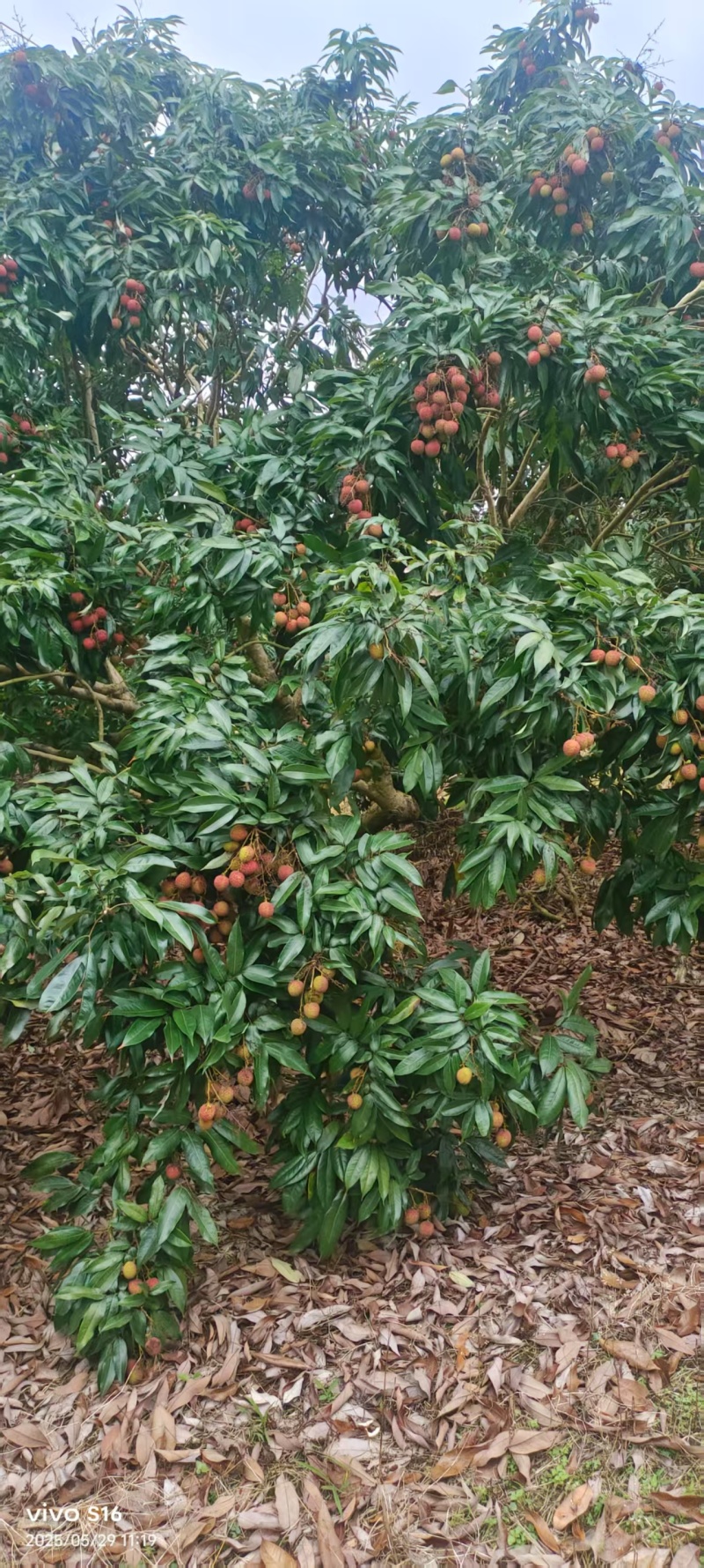 玉荷包荔枝广东荔枝大量现货供应，规格齐全，价格可谈发全国