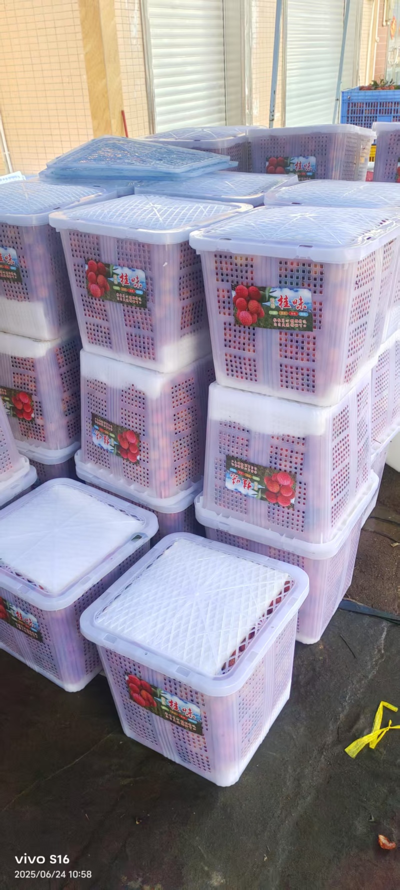 玉荷包荔枝广东荔枝大量现货供应，规格齐全，价格可谈发全国