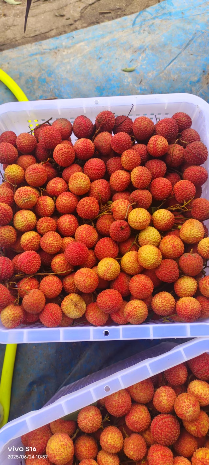 玉荷包荔枝广东荔枝大量现货供应，规格齐全，价格可谈发全国