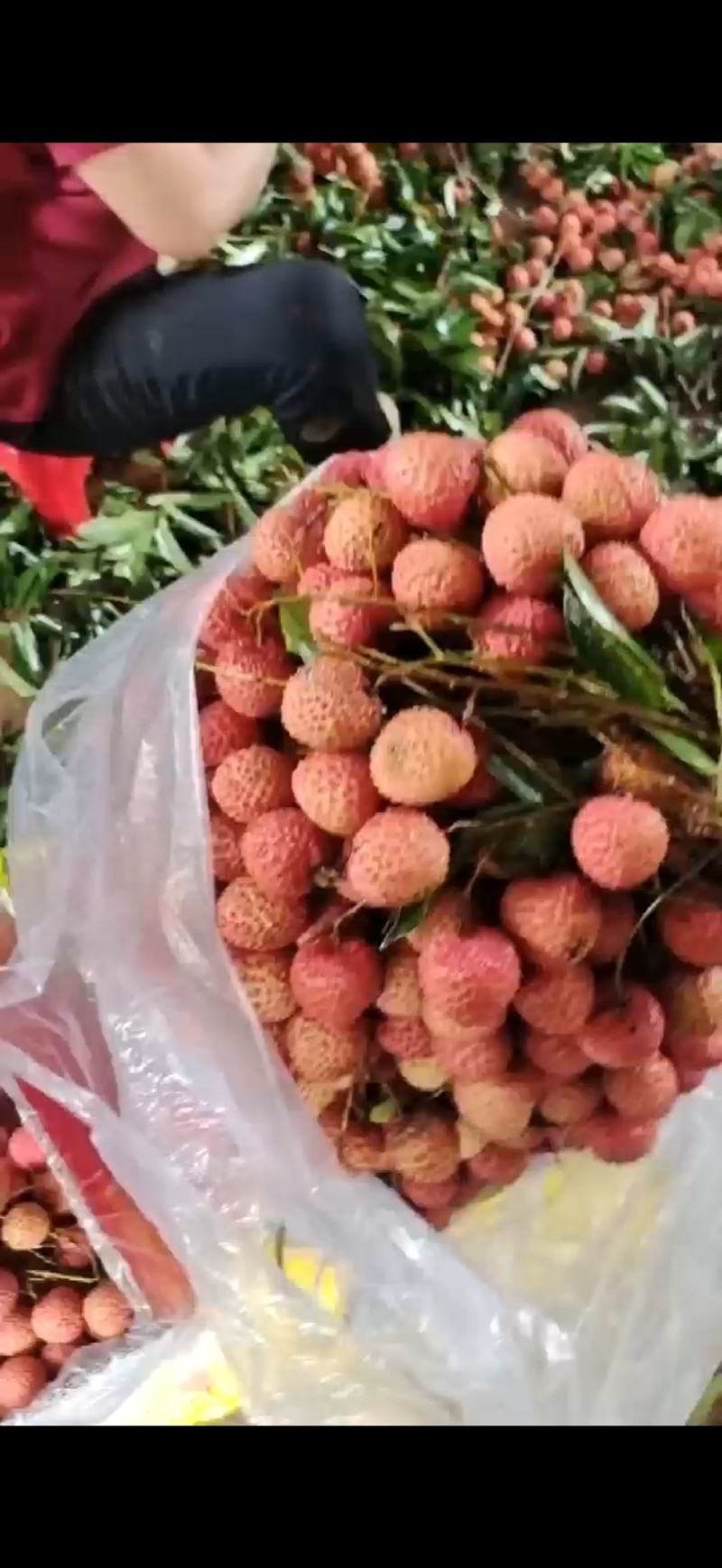 荔枝