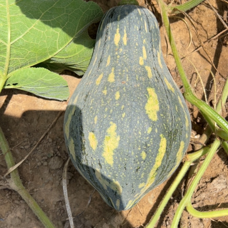 香芋南瓜，精品货源，南瓜，香芋南瓜，好的