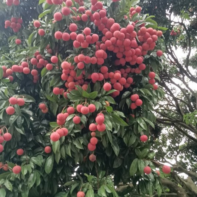 六月红荔枝