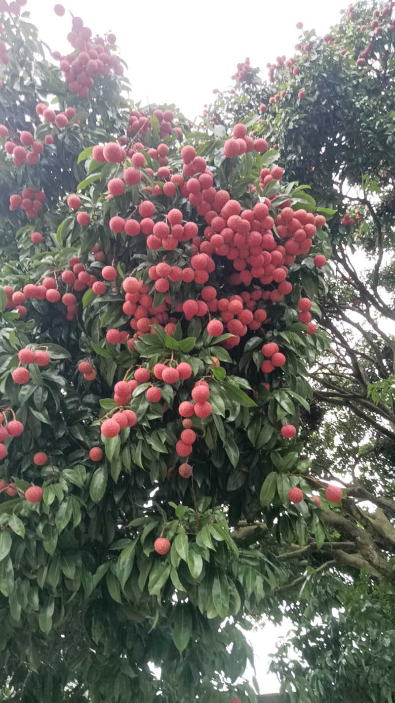六月红荔枝
