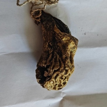 狗宝，天然狗宝，狗的胆结石