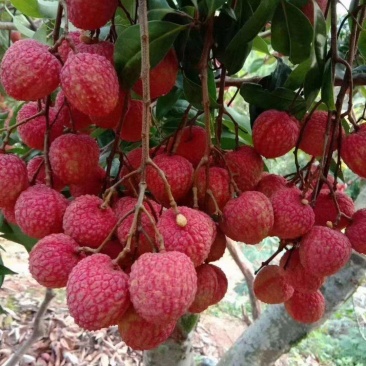 荔枝大量上市