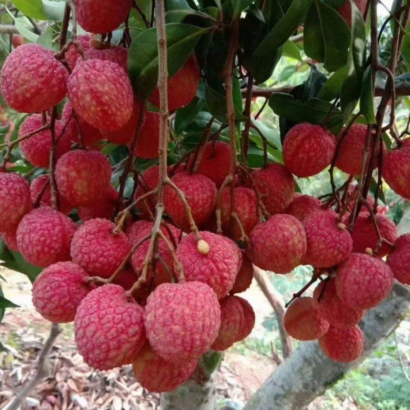 荔枝大量上市