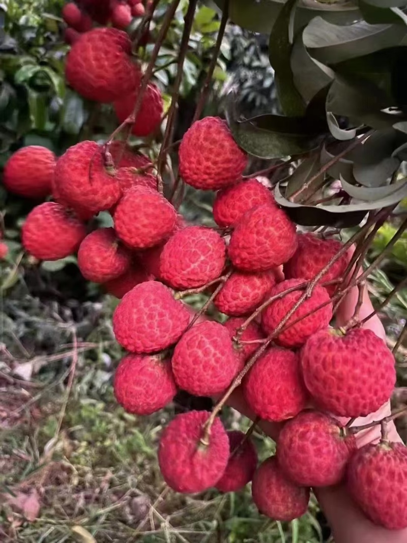 荔枝大量上市