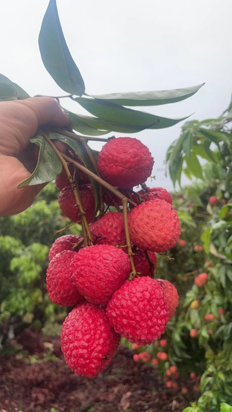 荔枝大量上市