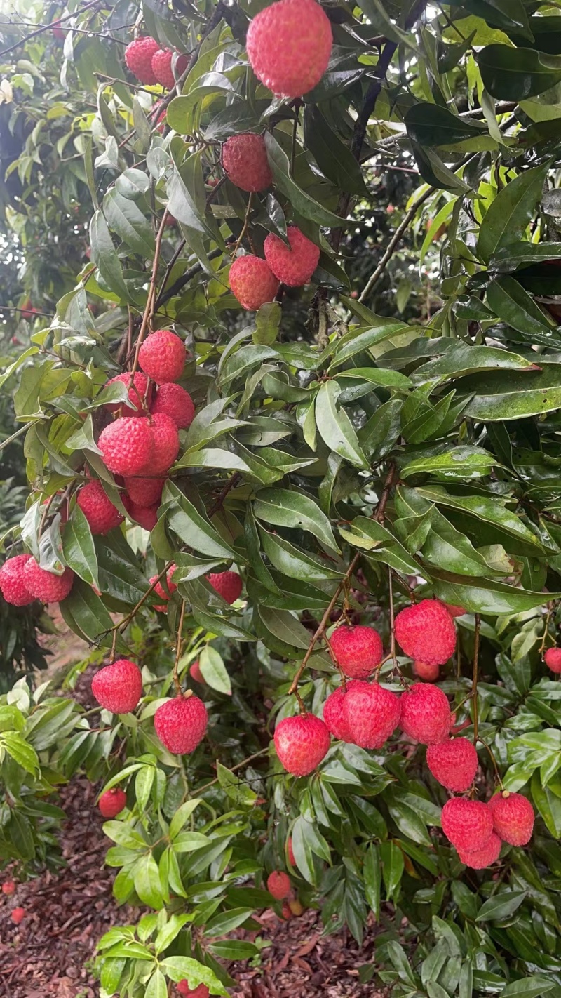 荔枝大量上市