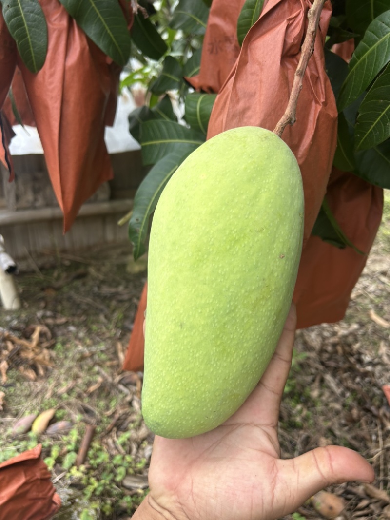 云南特产，大青芒，小中果的有六两以上，最大一斤半左右。
