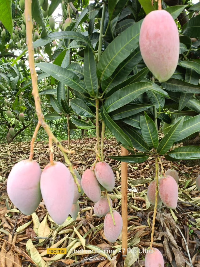 大量上市贵妃芒，农民或要货都可以联系／
