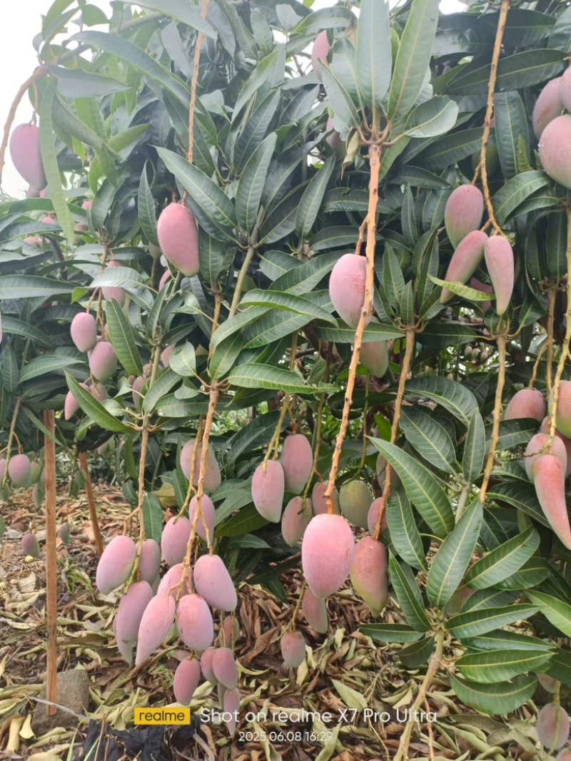 大量上市贵妃芒，农民或要货都可以联系／