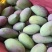 大量上市贵妃芒，农民或要货都可以联系／