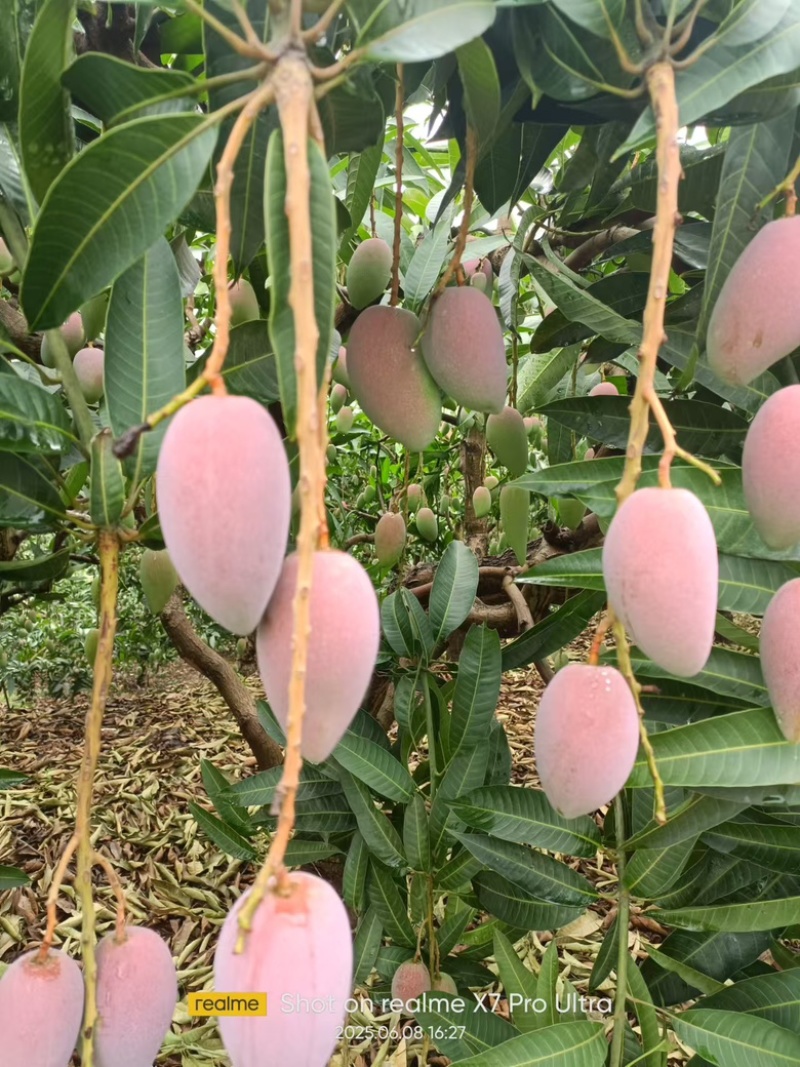 大量上市贵妃芒，农民或要货都可以联系／
