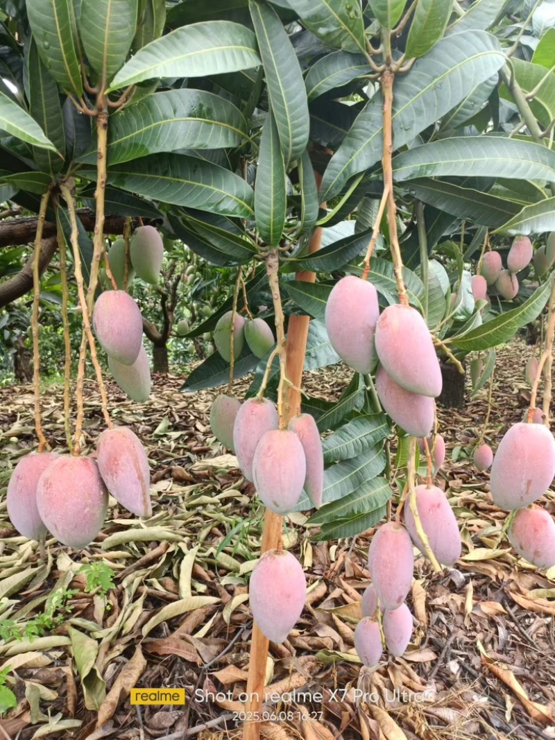 大量上市贵妃芒，农民或要货都可以联系／