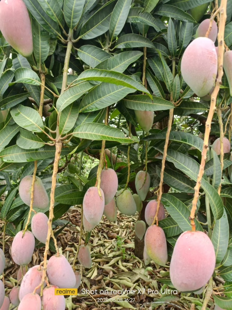 大量上市贵妃芒，农民或要货都可以联系／