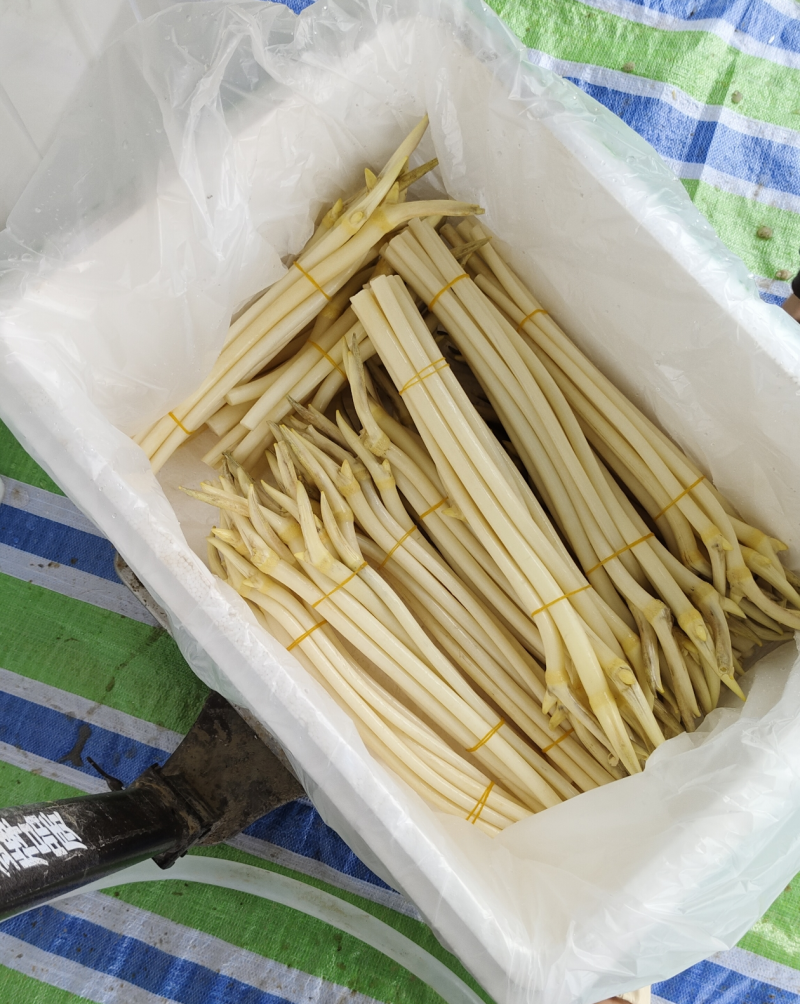 湖北仙桃新鲜藕带（尖）当天采摘当天发货A/B