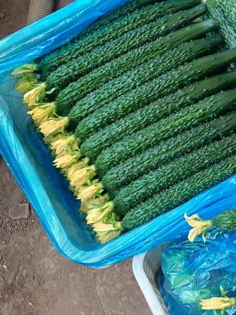 鲜花精品黑亮绿瓤密刺黄瓜