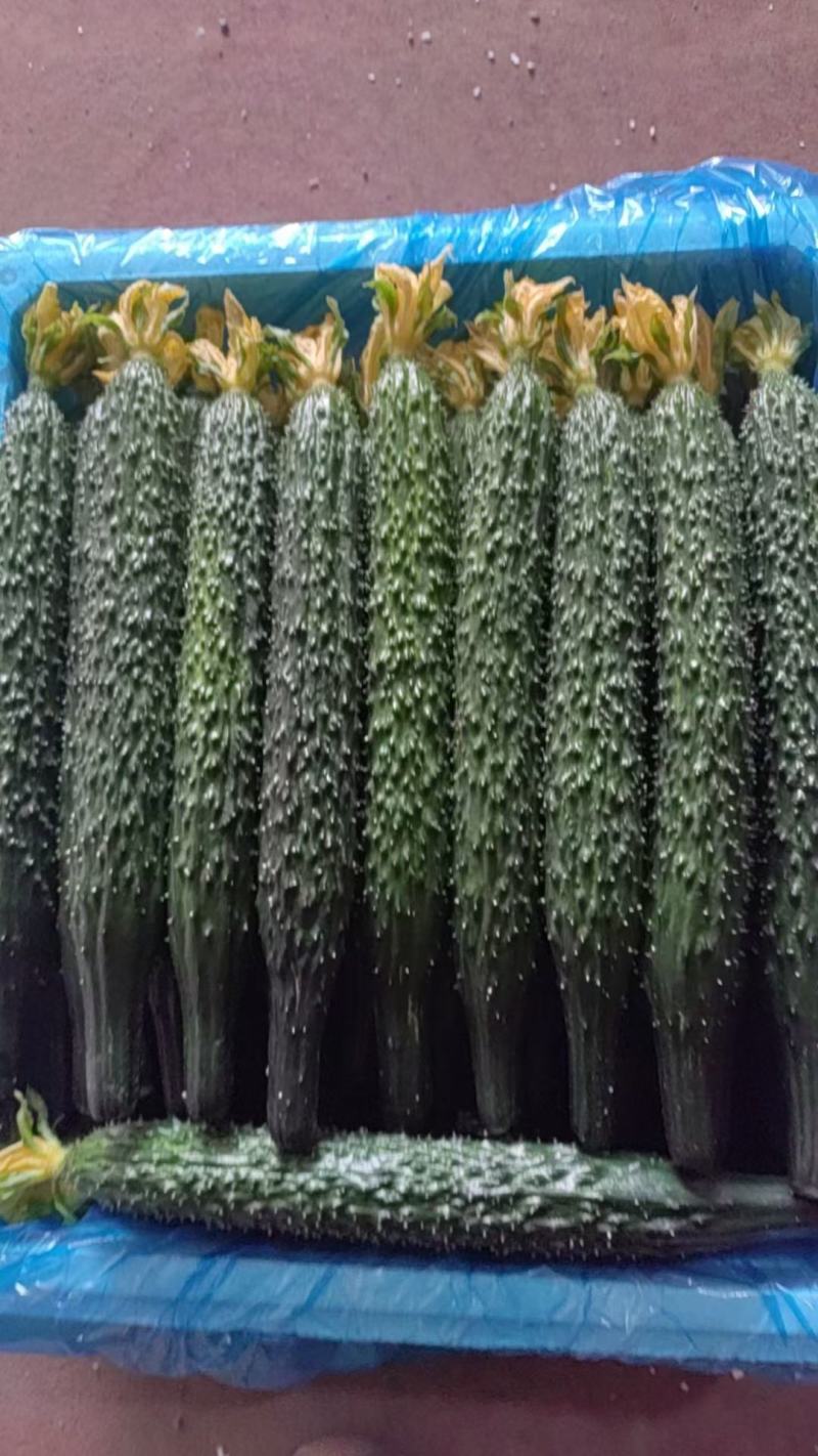 鲜花精品黑亮绿瓤密刺黄瓜