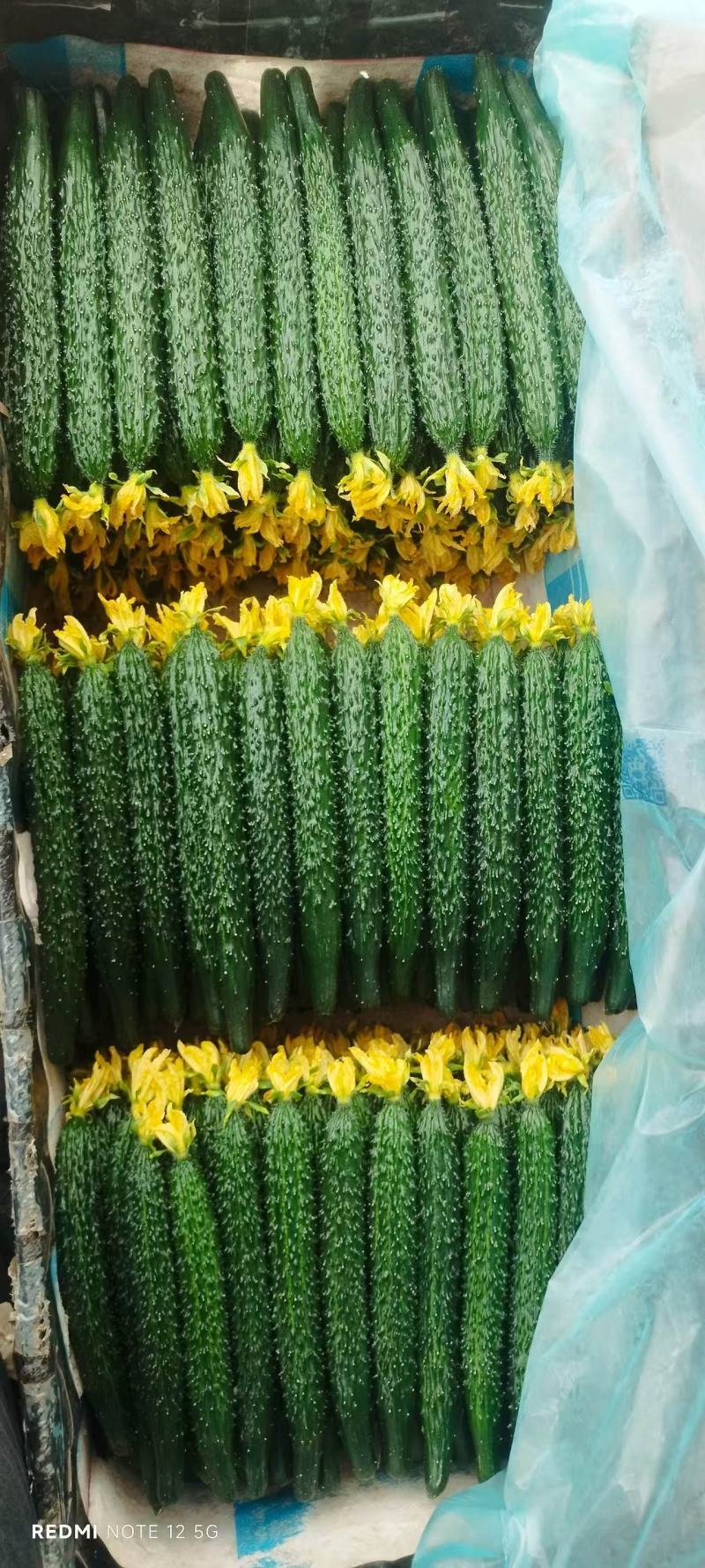 鲜花精品黑亮绿瓤密刺黄瓜