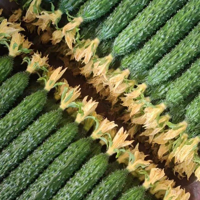 鲜花精品黑亮绿瓤密刺黄瓜