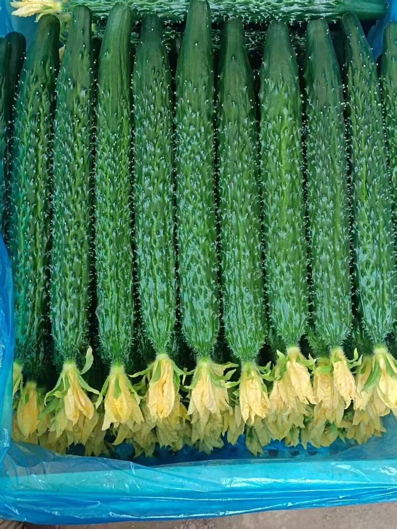 鲜花精品黑亮绿瓤密刺黄瓜