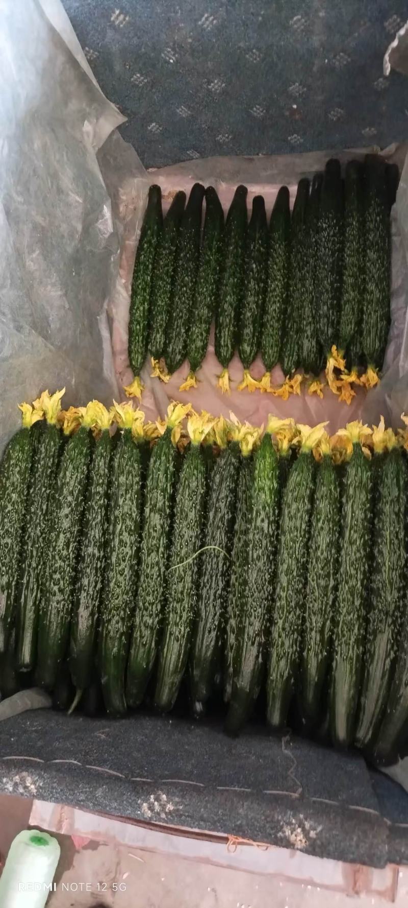 鲜花精品黑亮绿瓤密刺黄瓜