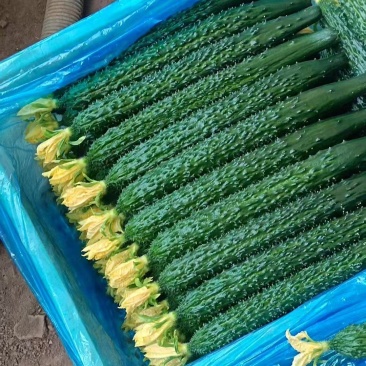 鲜花精品黑亮绿瓤密刺黄瓜