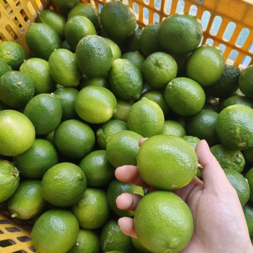 塔希提无籽青柠