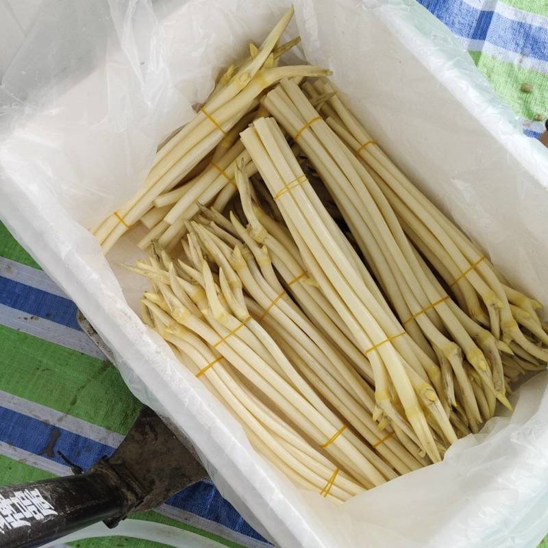 湖北仙桃新鲜藕带（尖）当天采摘当天发货A/B