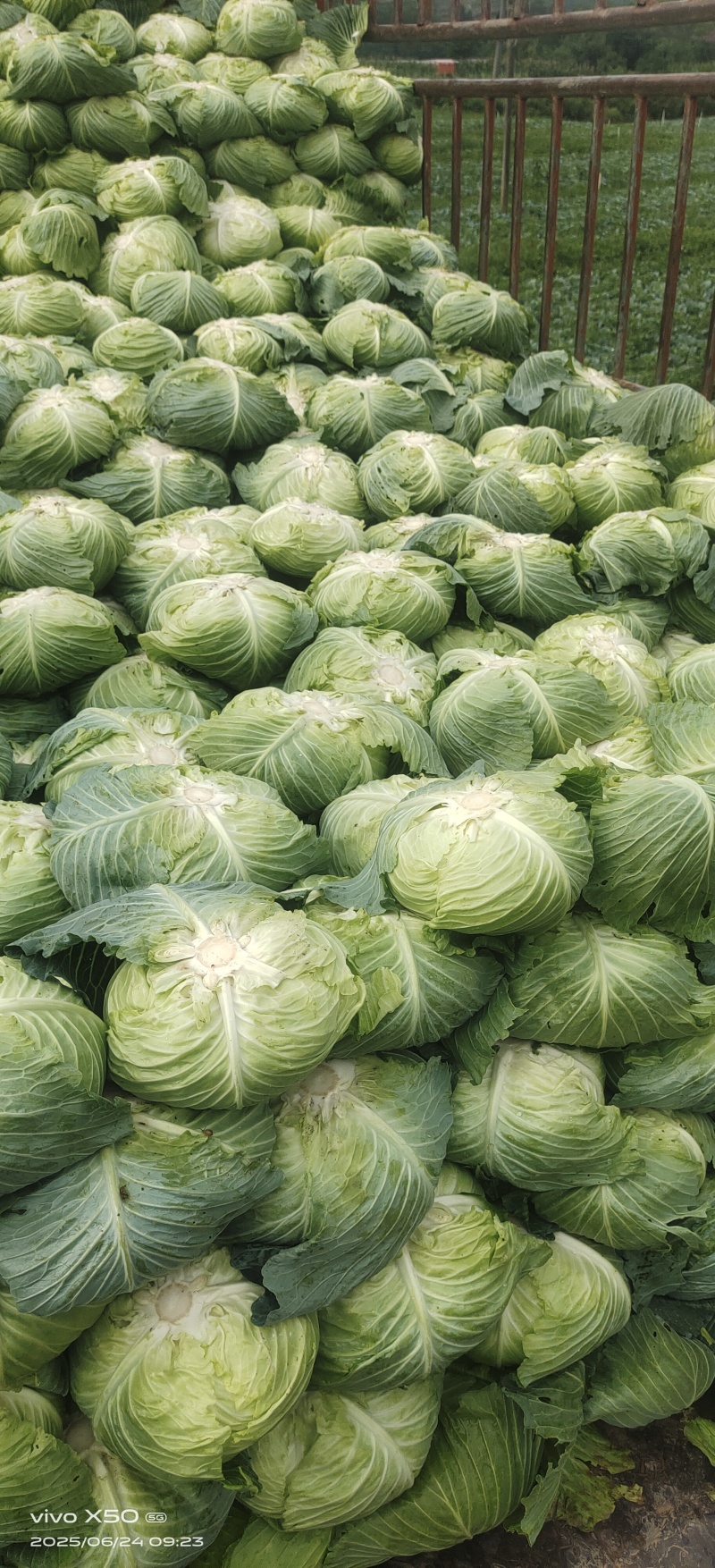 脆皮莲花白7月5日至月底都有***********