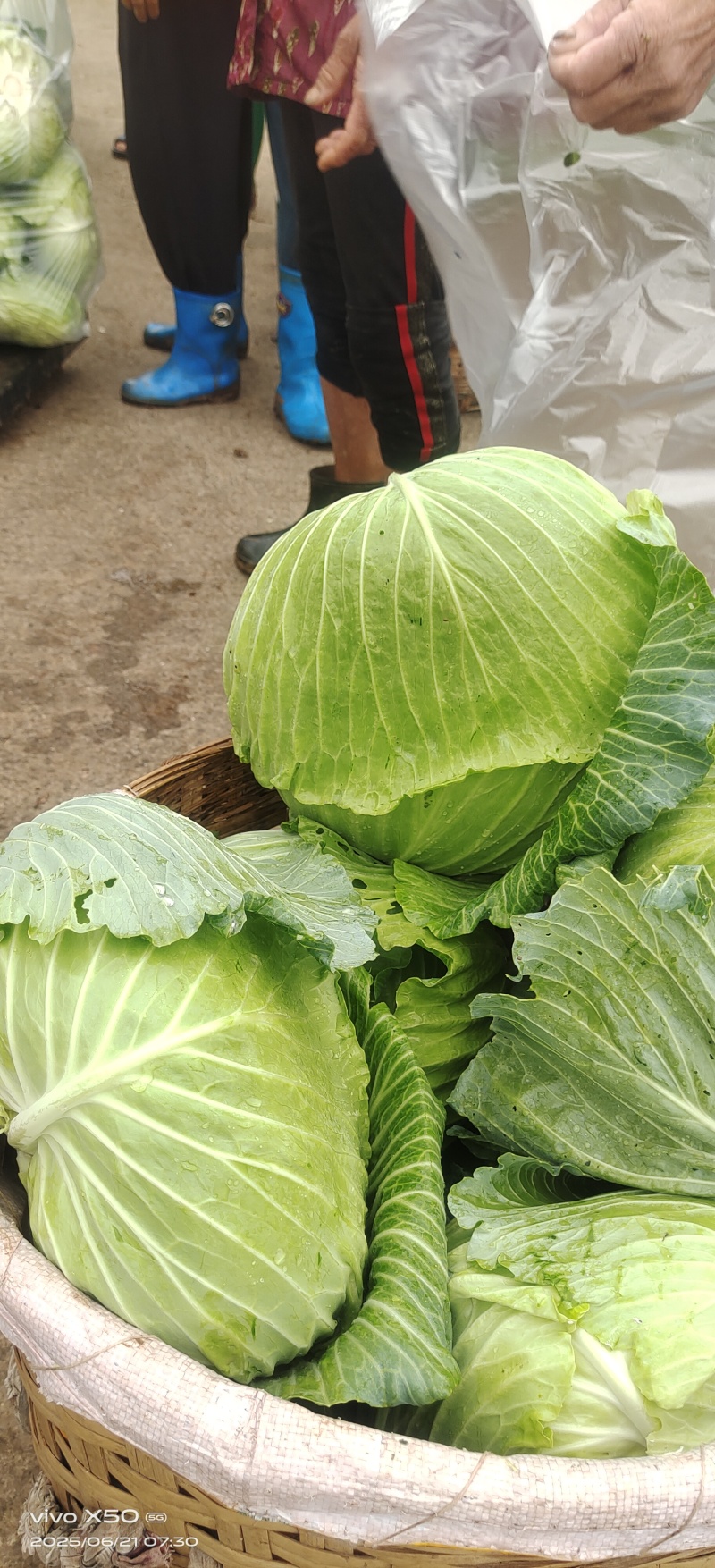 脆皮莲花白7月5日至月底都有***********