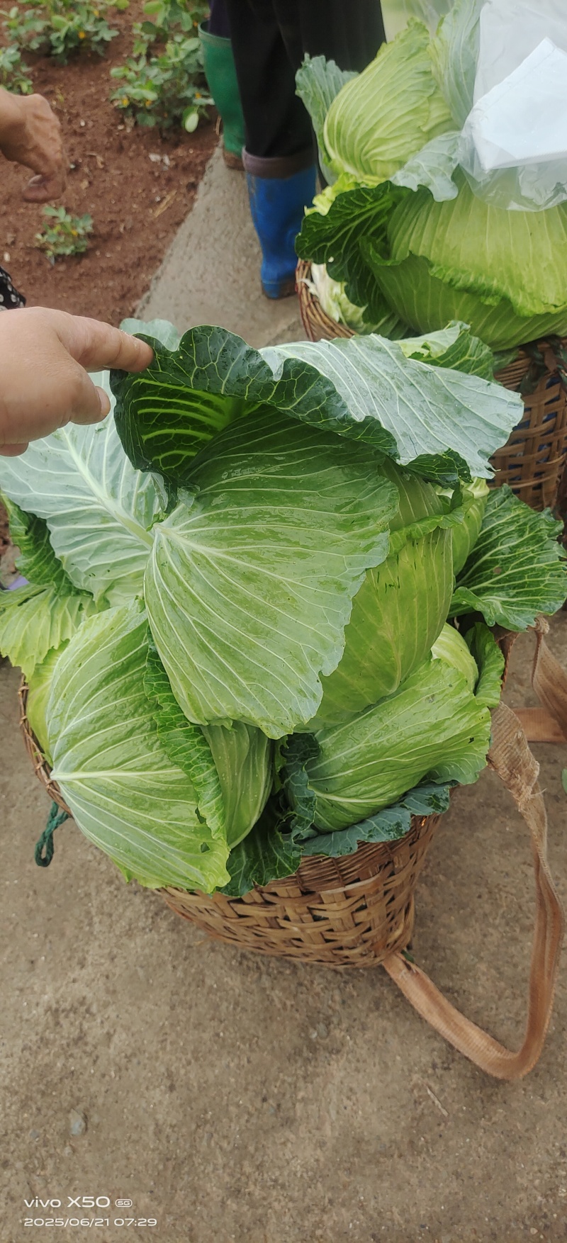 脆皮莲花白7月5日至月底都有***********