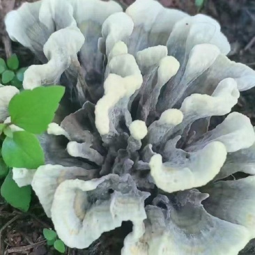 干巴菌，农家自己捡的干巴菌