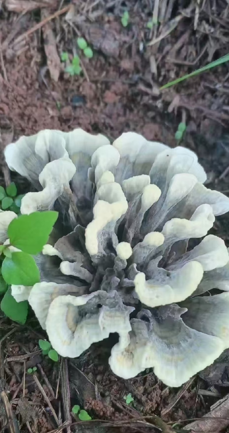 干巴菌，农家自己捡的干巴菌