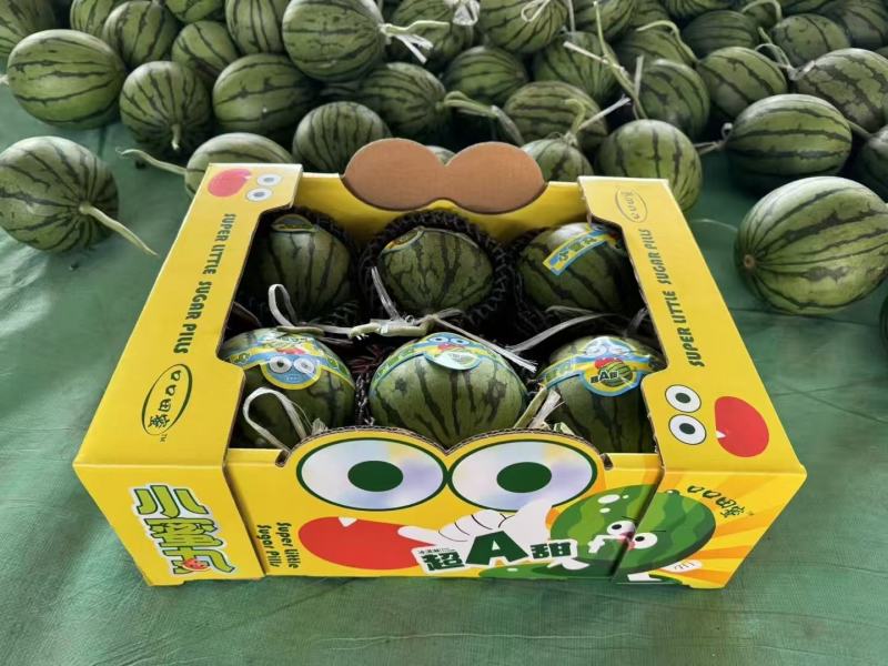 小糖丸小西瓜