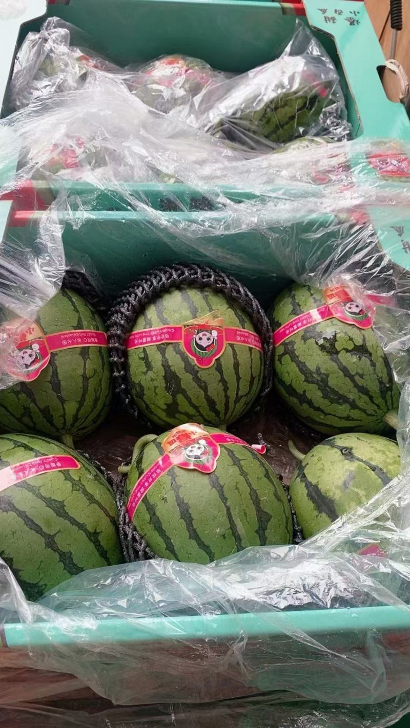 小糖丸小西瓜