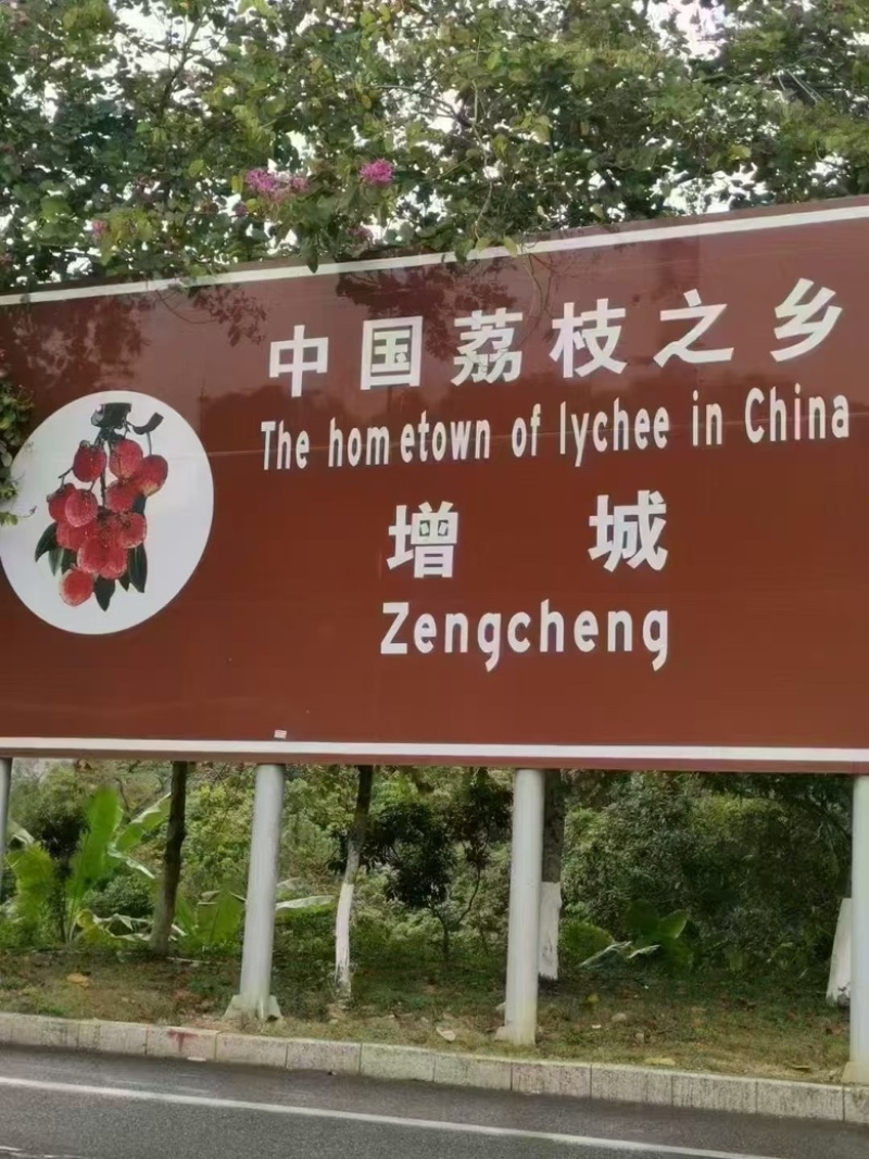 增城桂味荔枝