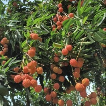 增城桂味荔枝
