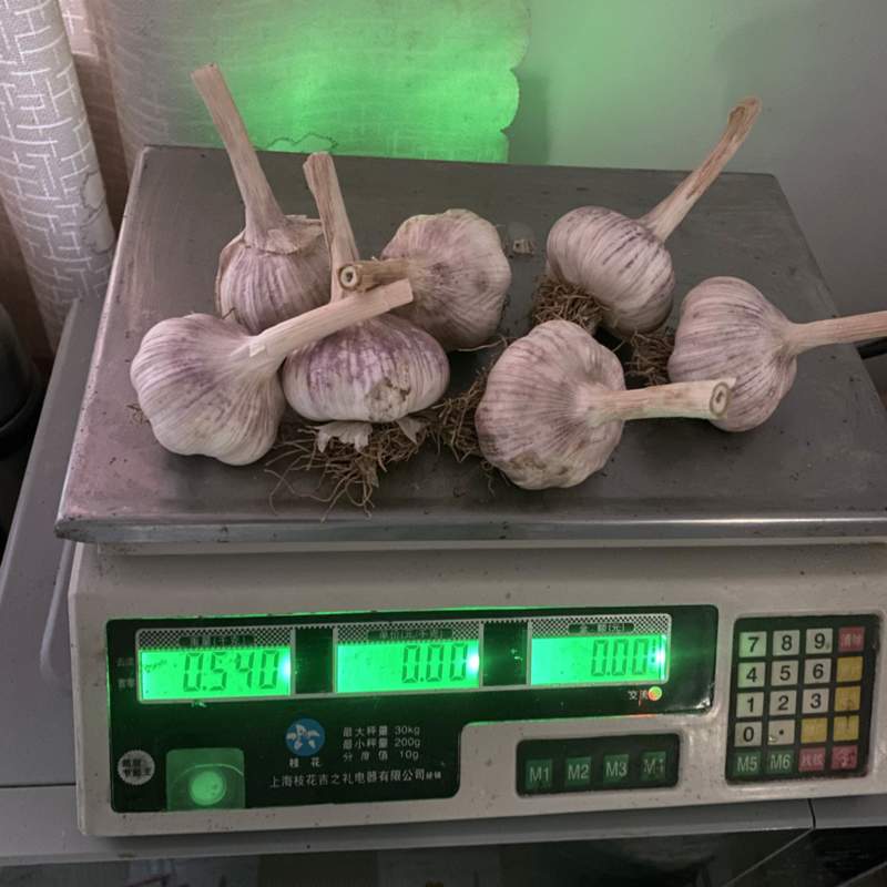 蒜种料，红蒜，46瓣，河北蒜种料