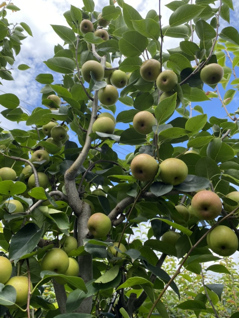 【推荐】云南丁香梨、早白蜜，基地直发，品质保证可发全国