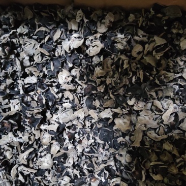 今年头茬新木耳，需要的联系我，