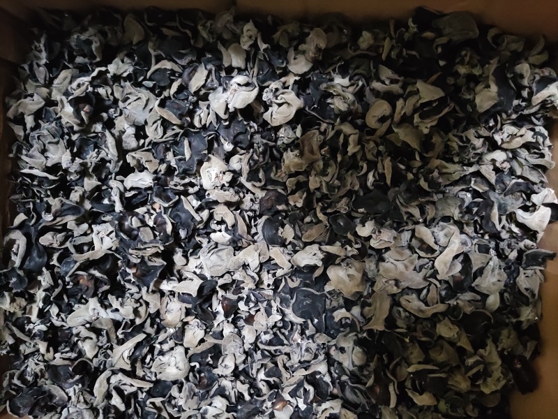 今年头茬新木耳，需要的联系我，