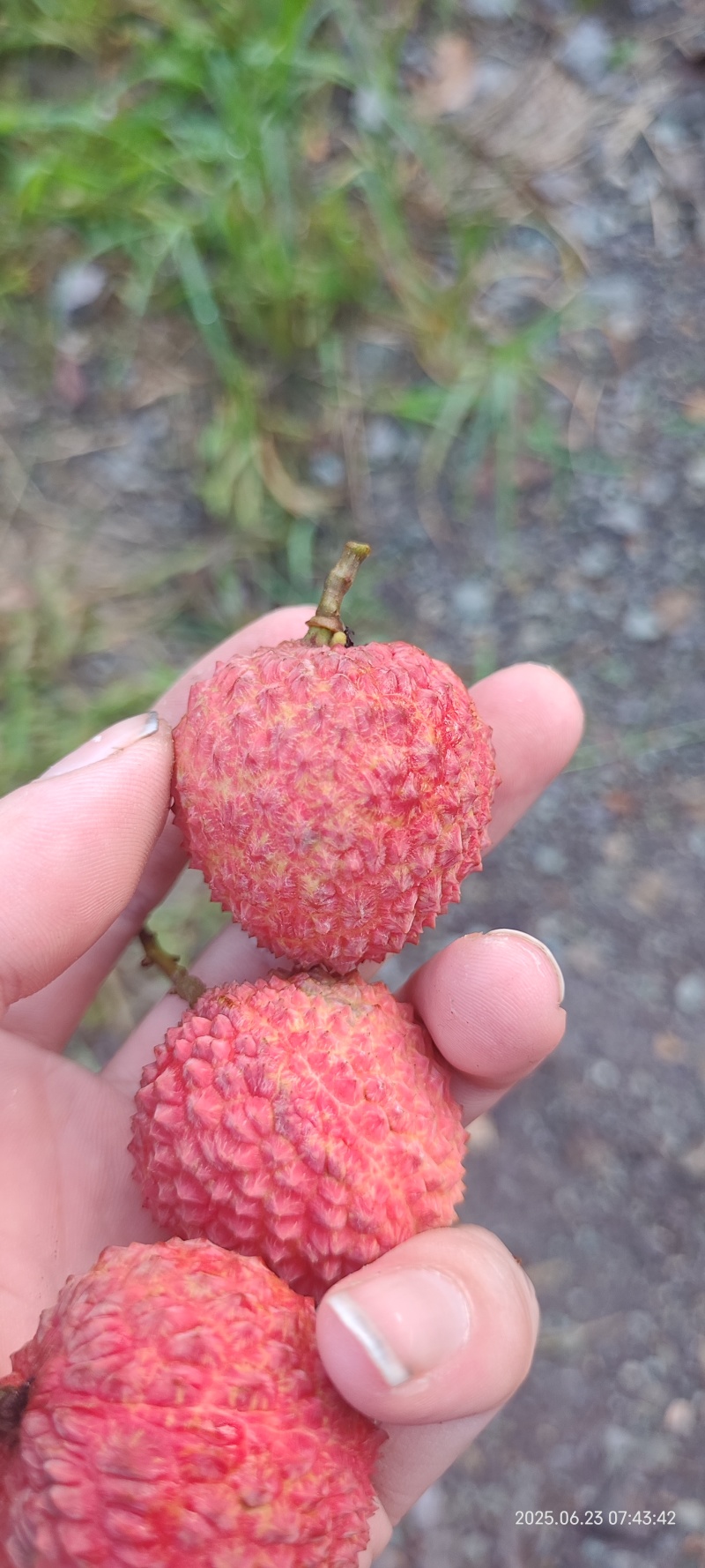 荔枝