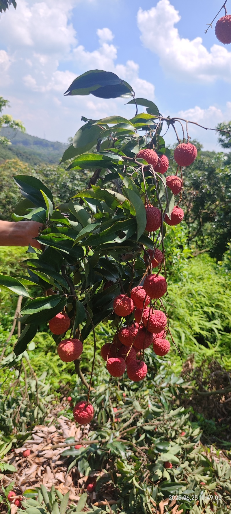 荔枝