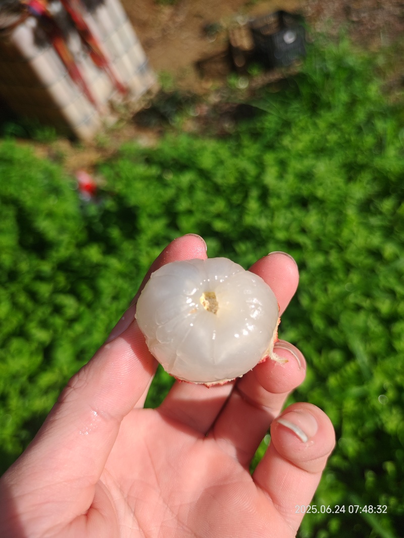 荔枝